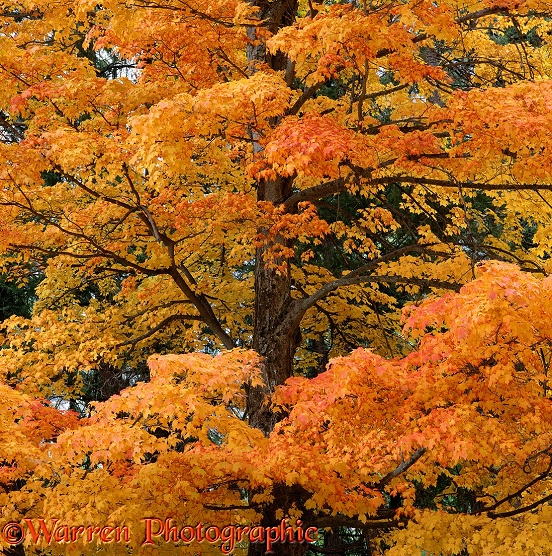 Autumnal maple.  Yosemite, USA