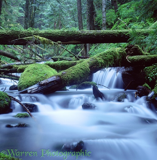 Woodland waterfall.  Washington State, USA