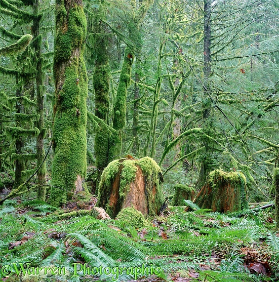 Moss-covered temperate rainforest.  British Columbia, Canada