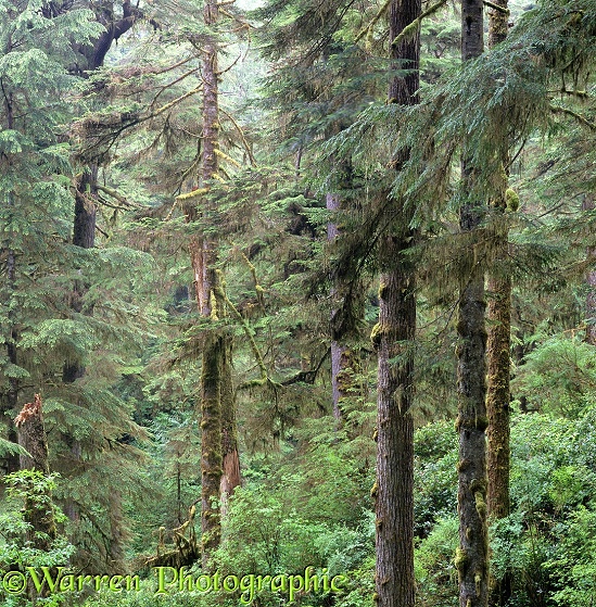 Temperate rainforest.  Vancouver Island, Canada