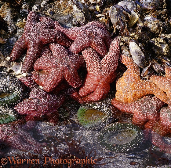 Ocher Starfish (Pisaster ochraceus).  Pacific coast, N. America