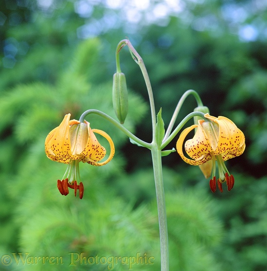 Columbia Lily (Lilium columbianum).  Western N. America