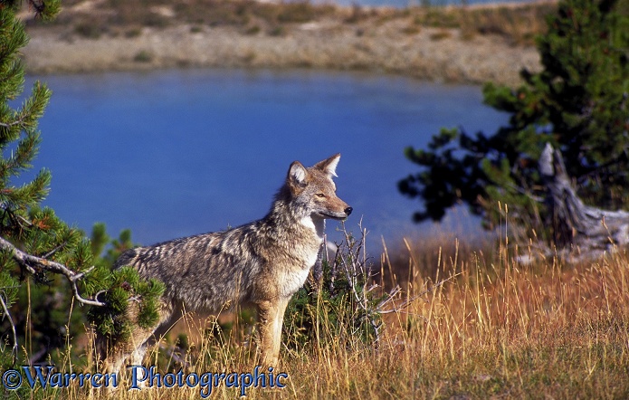 Coyote (Canis latrans).  North America