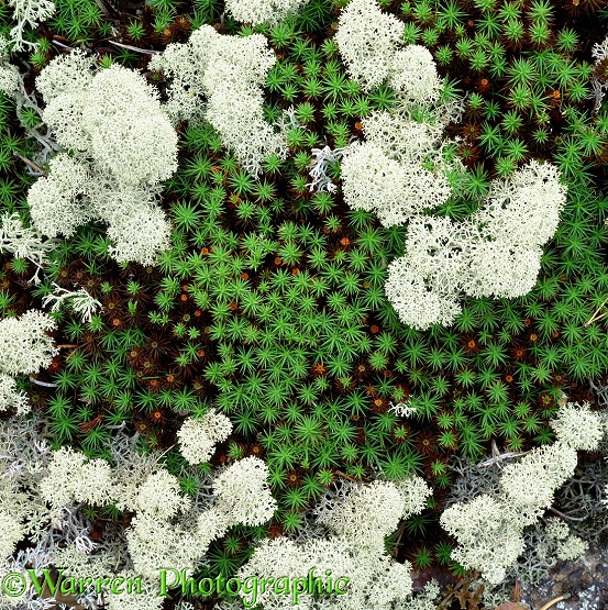 Moss and lichen.  Finland