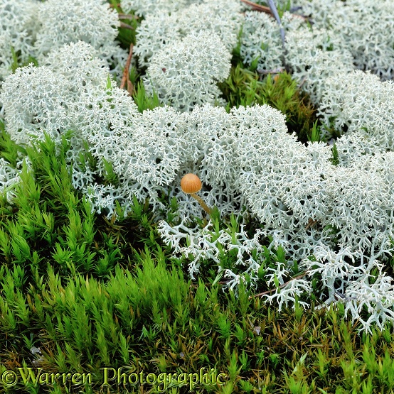Moss, lichen & tiny mushroom.  Finland