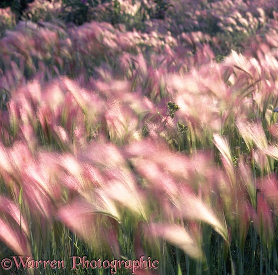 Foxtail Barley (Hordeum jubatum) in the wind.  North America