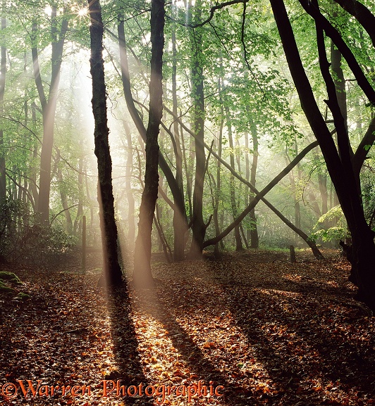 Beech woodland with sunbeams 3D R.  Surrey, England