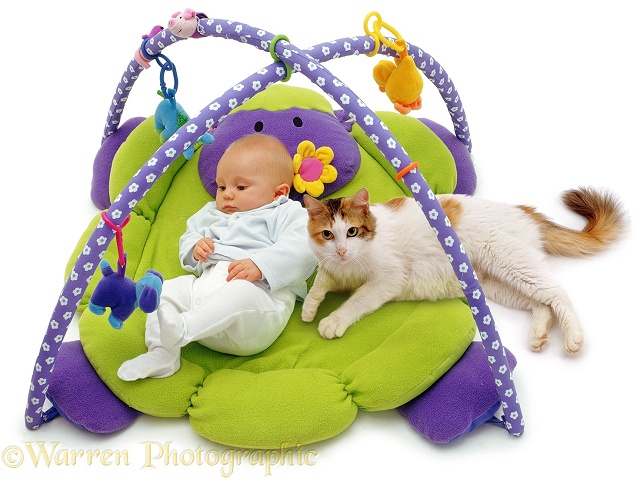 Baby Sam with cat, Alexandria, lying beside him, white background