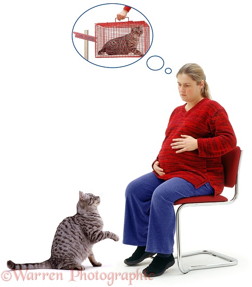 A pregnant woman wonders what to do with her cat once her baby is born, white background