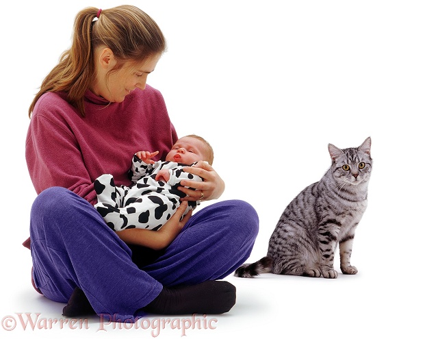 Silver tabby cat feels rejected now that Jane has a new toy, baby Siena, white background