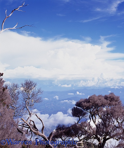 Kinabalu alpine forest.  Borneo