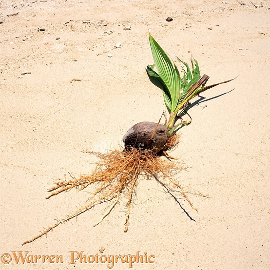 Coconut with roots and shoots, washed up on a sandy beach.  Tropical shores