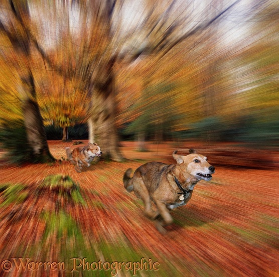 Border Collie Lollipop chasing Lakeland Terrier x Border Collie Bess through the woods