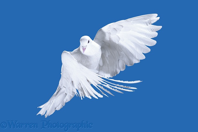 White Pigeon (Columba leucomela) in flight