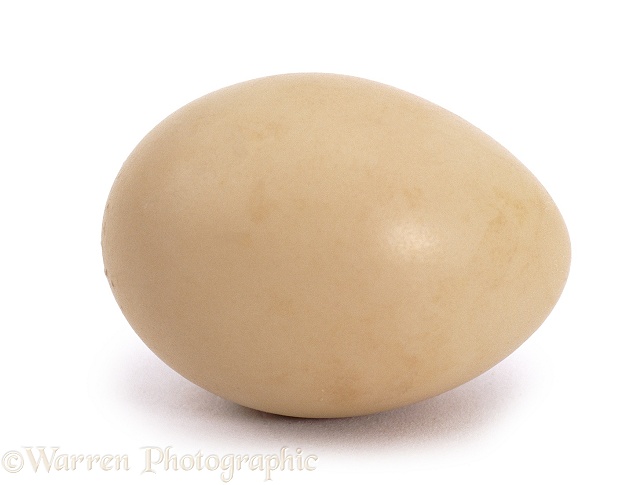 Hen's egg, white background