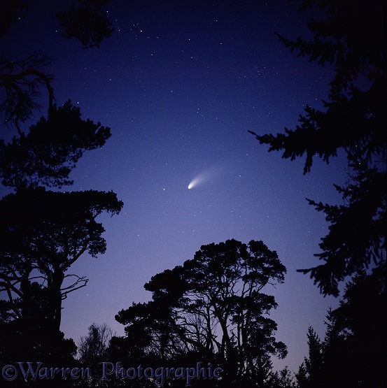 Comet Hale Bopp with silhouette trees