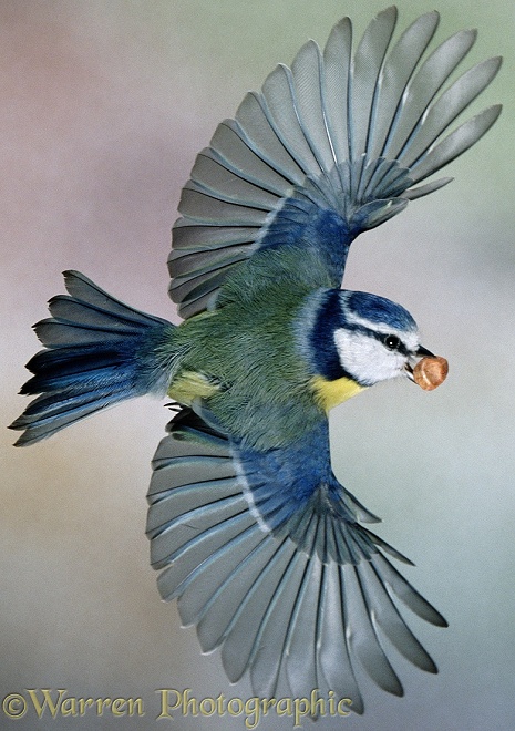 Blue Tit (Parus caeruleus) in flight with peanut.  Europe