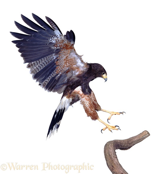 Harris' Hawk (Parabuteo unicinctus) alighting, white background