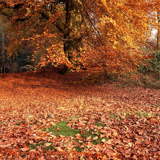 Beech woodland in Autumn.  Surrey, England