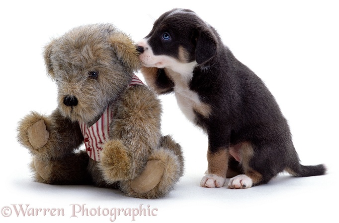 Teddy bear & Border Collie puppy, white background