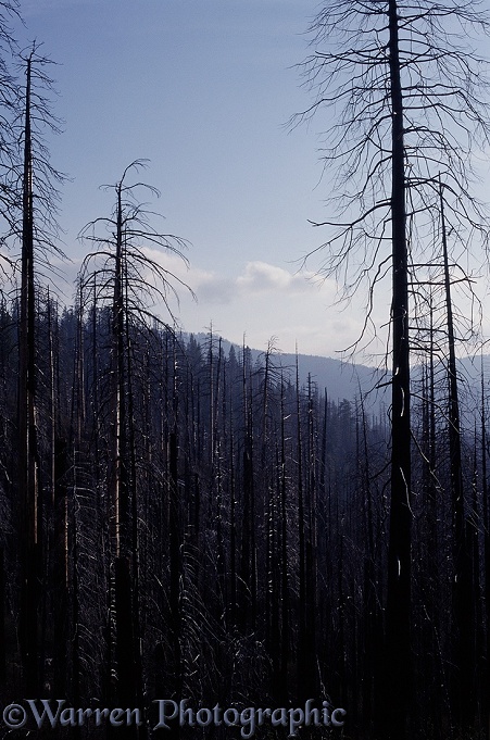 Burnt pine forest.  Yosemite, USA
