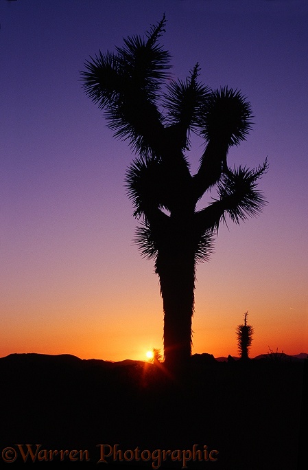 Small Joshua Tree (Yucca brevifolia) at sunrise.  California, USA