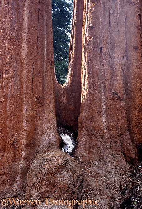 Giant Sequoia (Sequoiadendron giganteum) trunks.  California, USA
