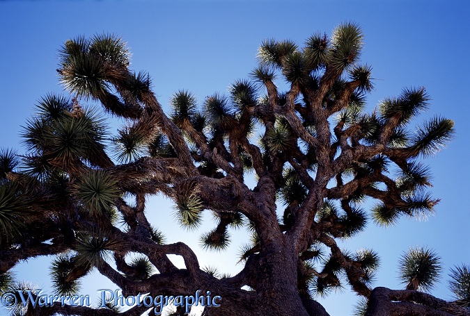 Joshua Tree (Yucca brevifolia).  California, USA