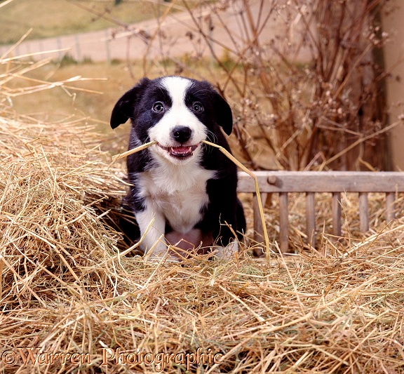 Border Collie puppy in straw