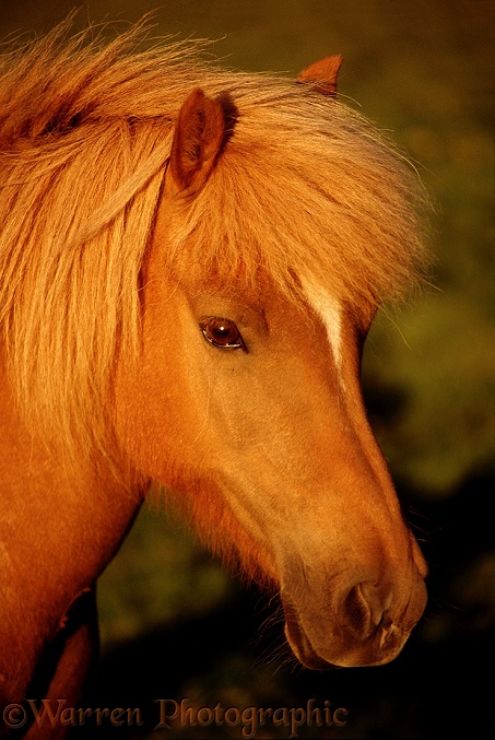 Icelandic pony