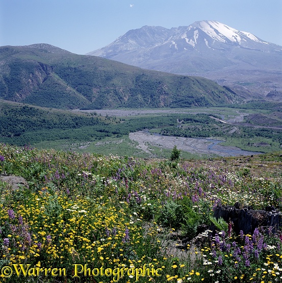 Flowers at Mt. St. Helens