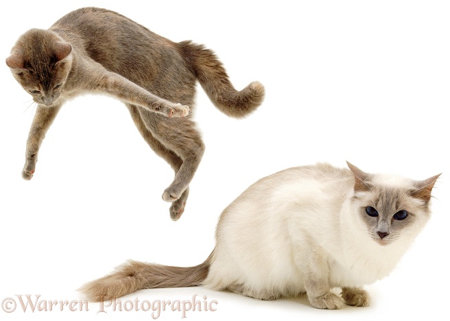 Cat, playfully leaping up, white background