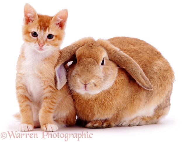 Ginger female kitten Sabrina with a young sandy lop rabbit, white background
