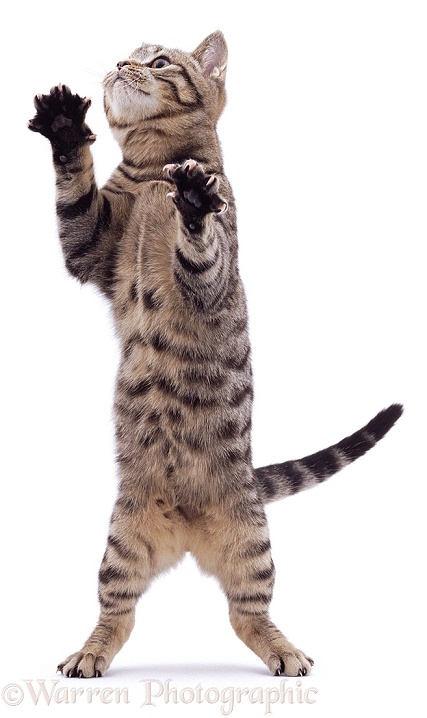Brown spotted tabby male cat Lowlander standing and reaching up, white background