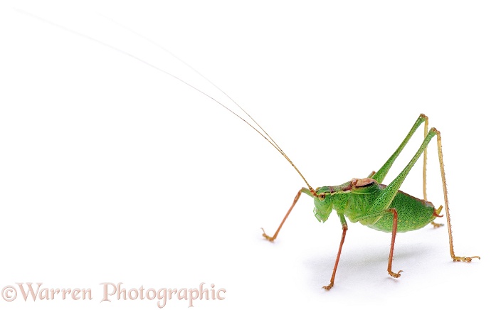 Speckled Bush Cricket (Leptophyes punctatissima) male, white background