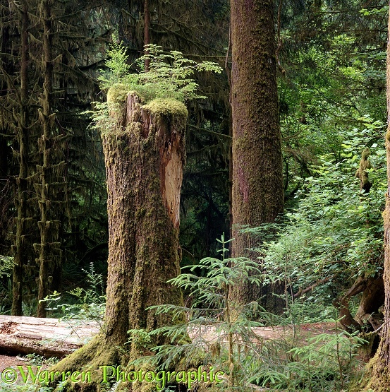 Hoh Rainforest.  Washington State, USA