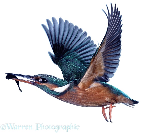 Kingfisher (Alcedo atthis) taking off with ten-spined stickleback, white background