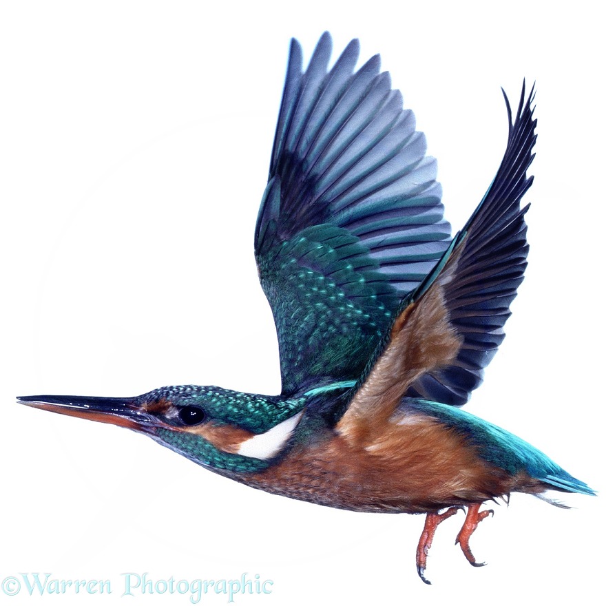 Kingfisher (Alcedo atthis) taking off, white background