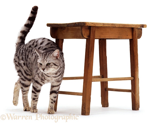 Silver tabby cat rubbing against stool, white background