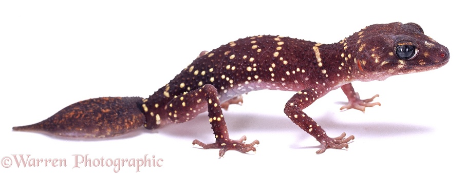 Barking Gecko (Underwoodisaurus milii).  Australia, white background