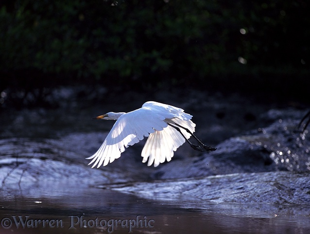 Great White Egret (Egretta alba) taking off
