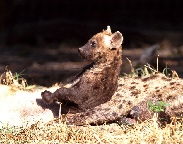 Spotted Hyena (Crocuta crocuta) cub.  Africa