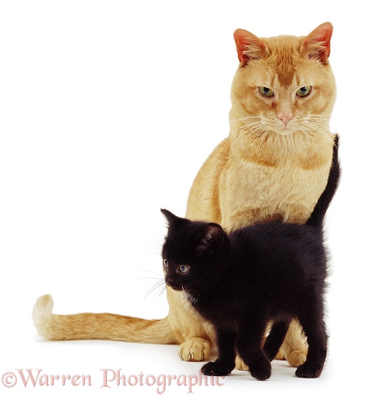 Ginger Tom with black kitten, white background