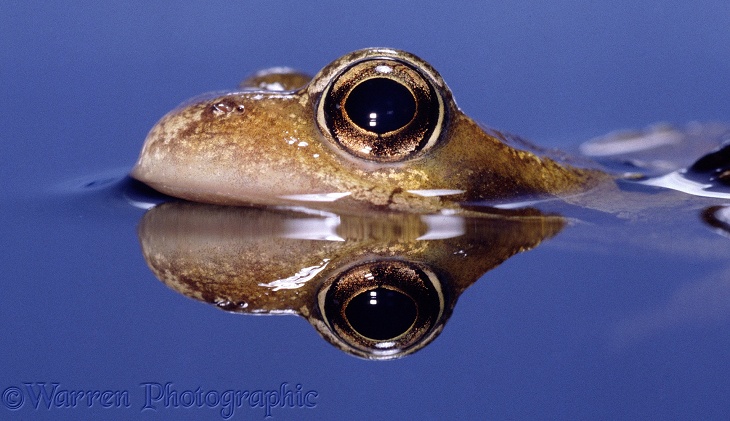 Common Frog (Rana temporaria), surfacing.  Europe