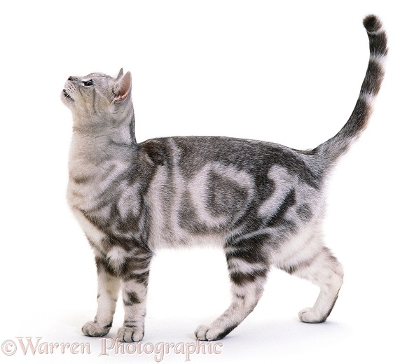Silver tabby cat standing, white background
