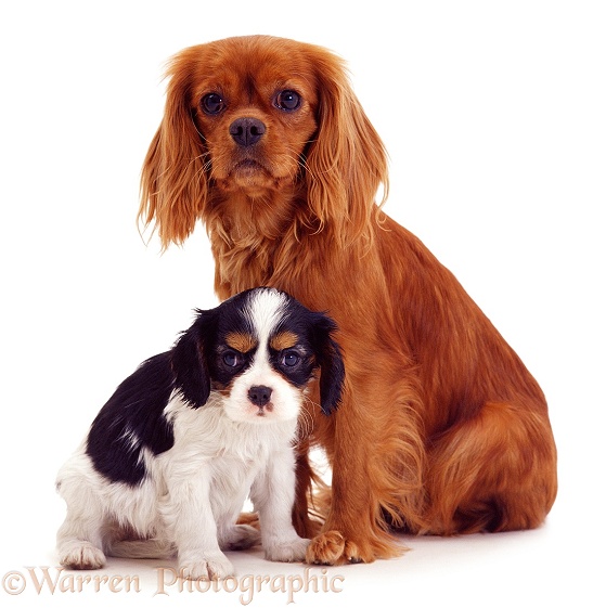 Cavalier King Charles mother and pup, white background