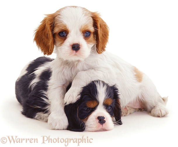 Blenheim and tricolour Cavalier King Charles Spaniel puppies, 8 weeks old, white background