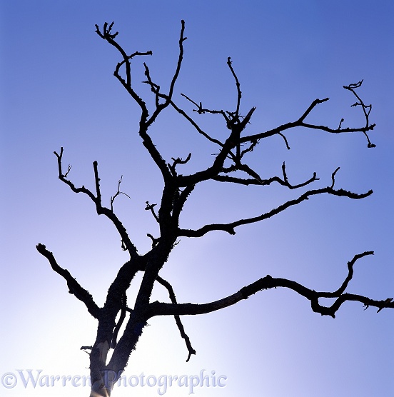 Dead Oak (Quercus robur) tree silhouette
