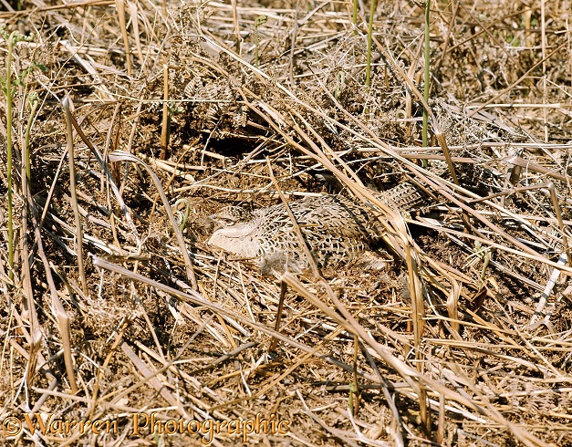 Game Pheasant (Phasianus colchicus) hen, camouflaged, on nest