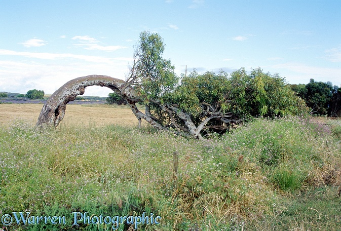 Wind-bent tree.  Australia